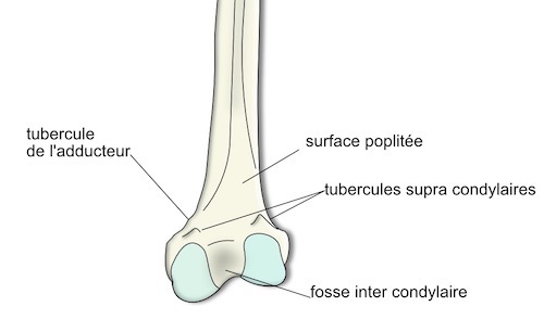 femur épiphyse distale: vue dorsale 