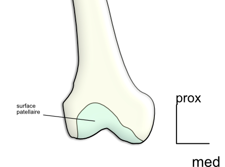 femur épiphyse distale: vue ventrale 