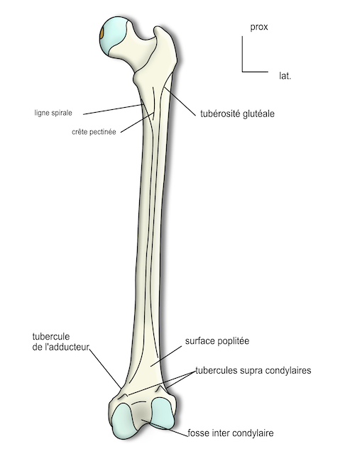 femur:vue dorsale 