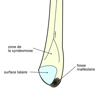  épiphyse distale : vue médiale