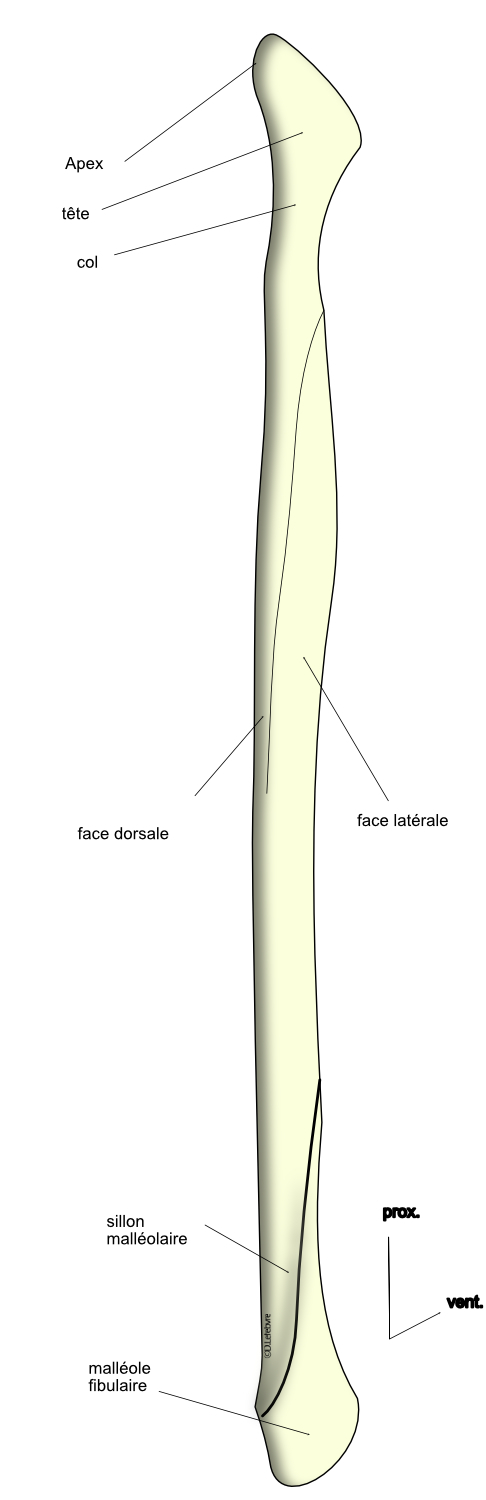  vue dorsolatérale de la fibula