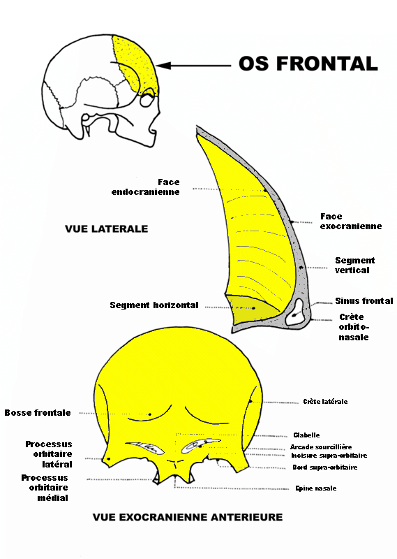 vue ventrale