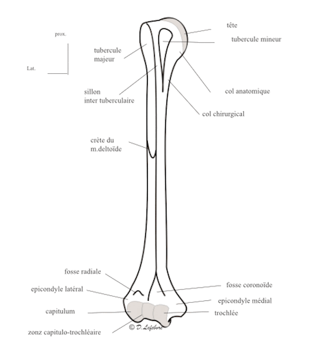 vue ventrale