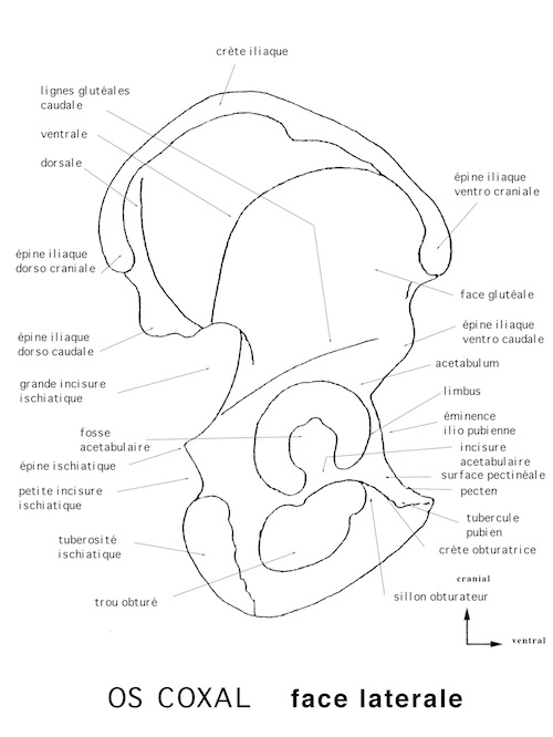 vue ventrale