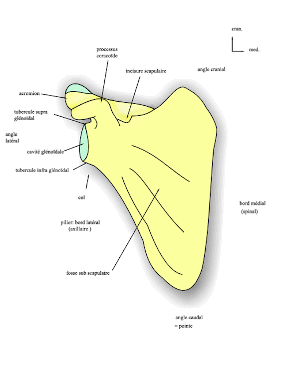 vue ventrale