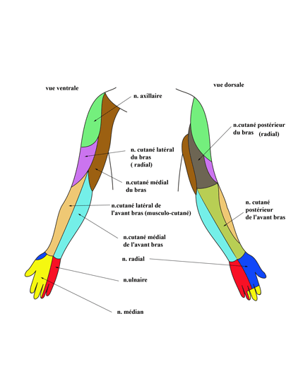 vue ventrale