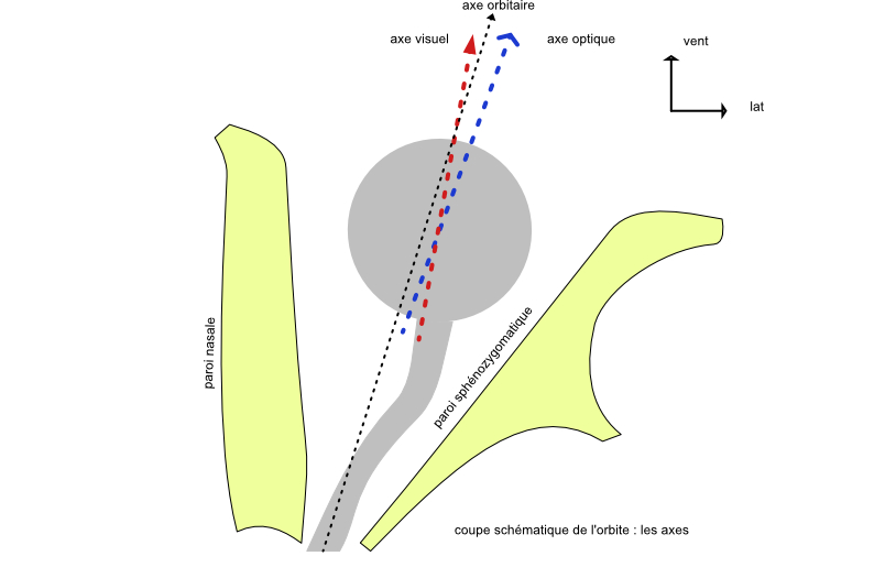 vue endocranienne