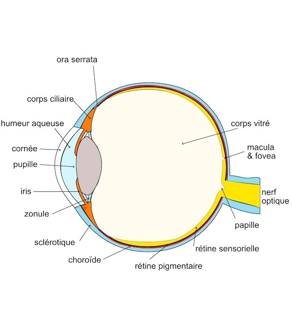 vue exocranienne