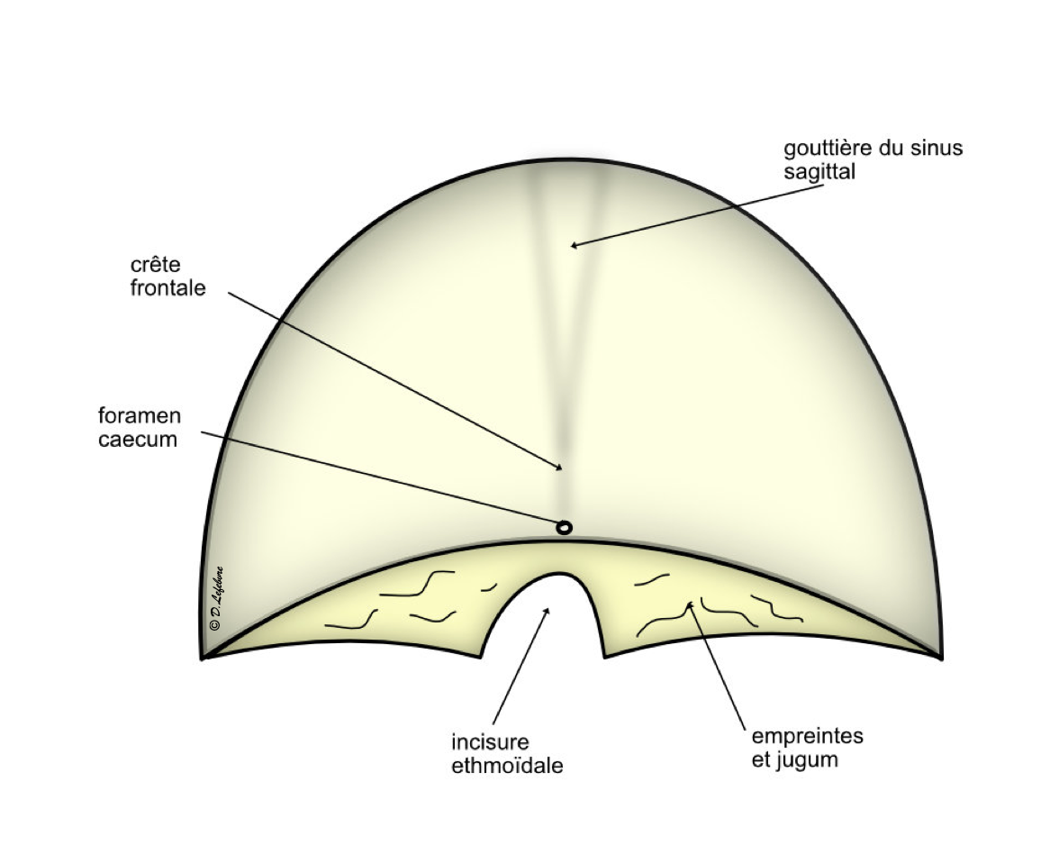 vue endocranienne de l'os frontal