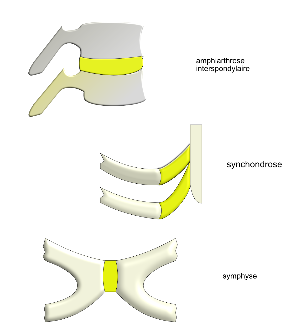 a.cartilagineuses