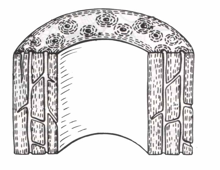 structure de l'os 