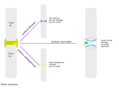 développement del'articulation