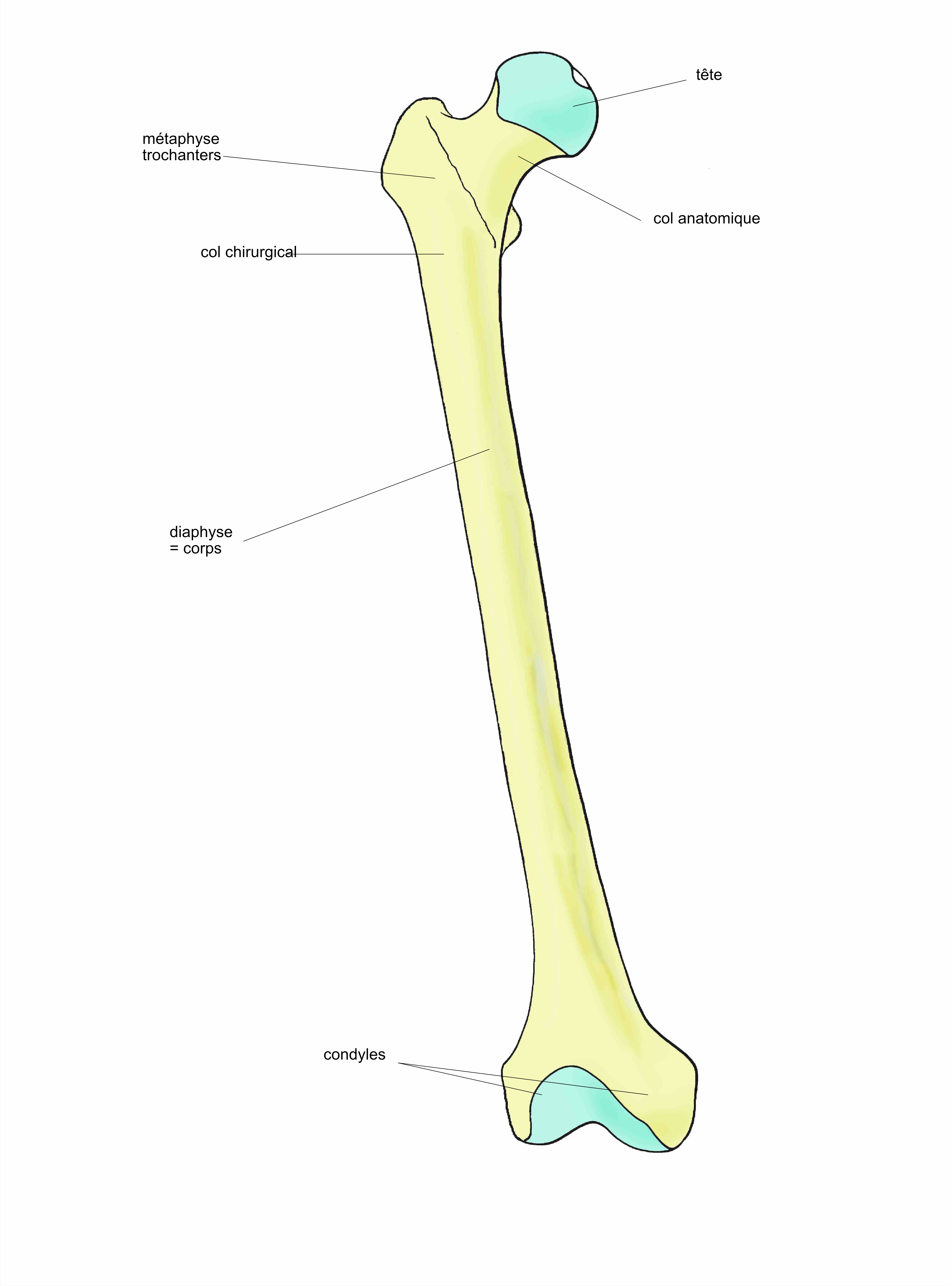 les parties d'un os long