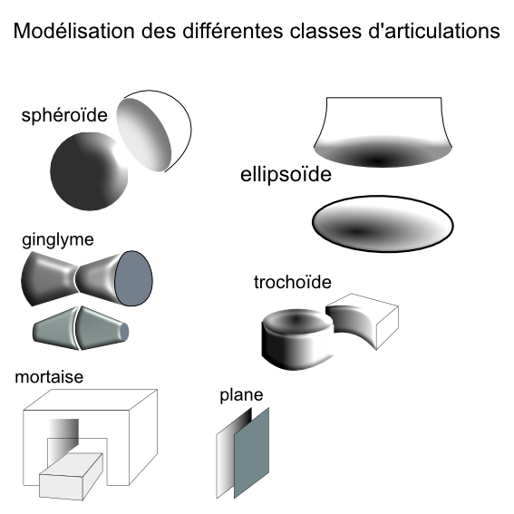 types articulaires