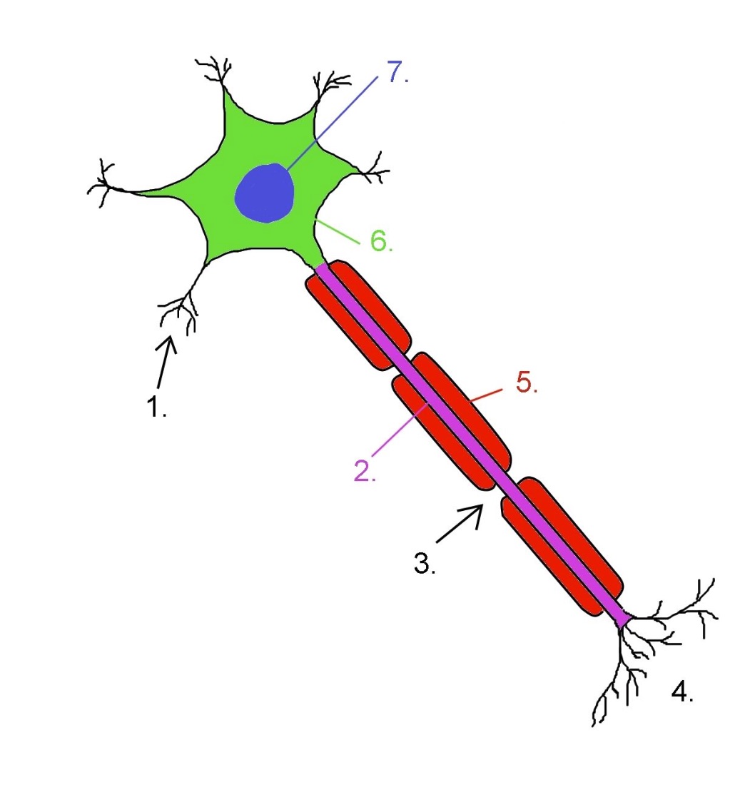 neurone