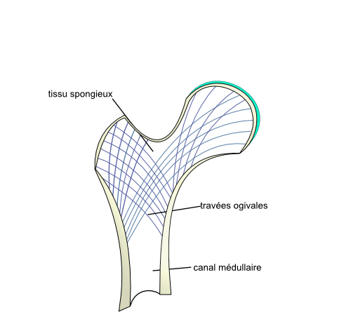 structure de l'os 