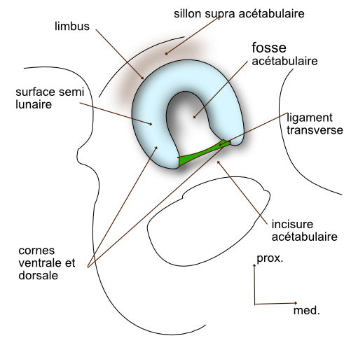 acetabulum