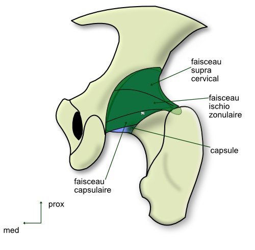 ligament ischiofémoral