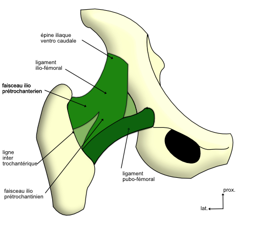 ligament iliofémoral