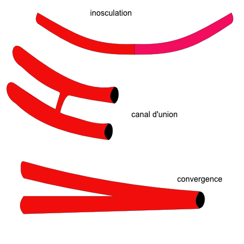 anastomoses