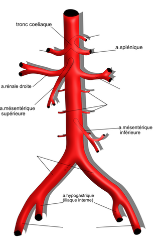 aorte abdominale