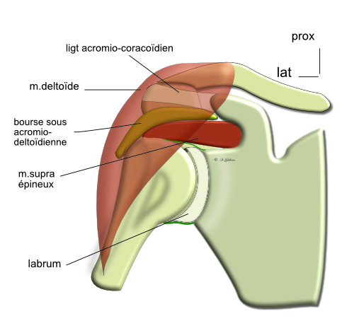 sternoclaviculaire