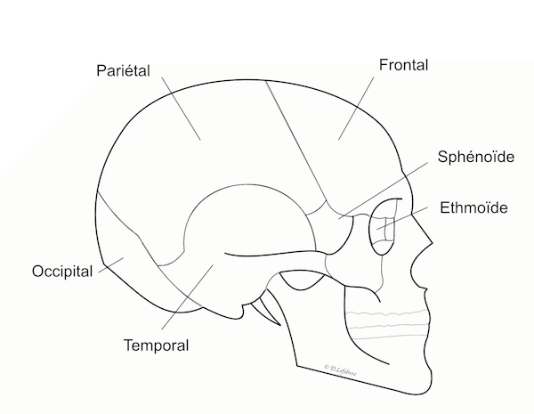 structure de la calvaria