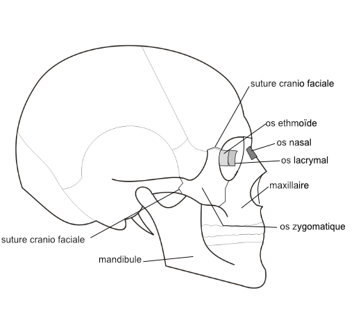 structure de la calvaria