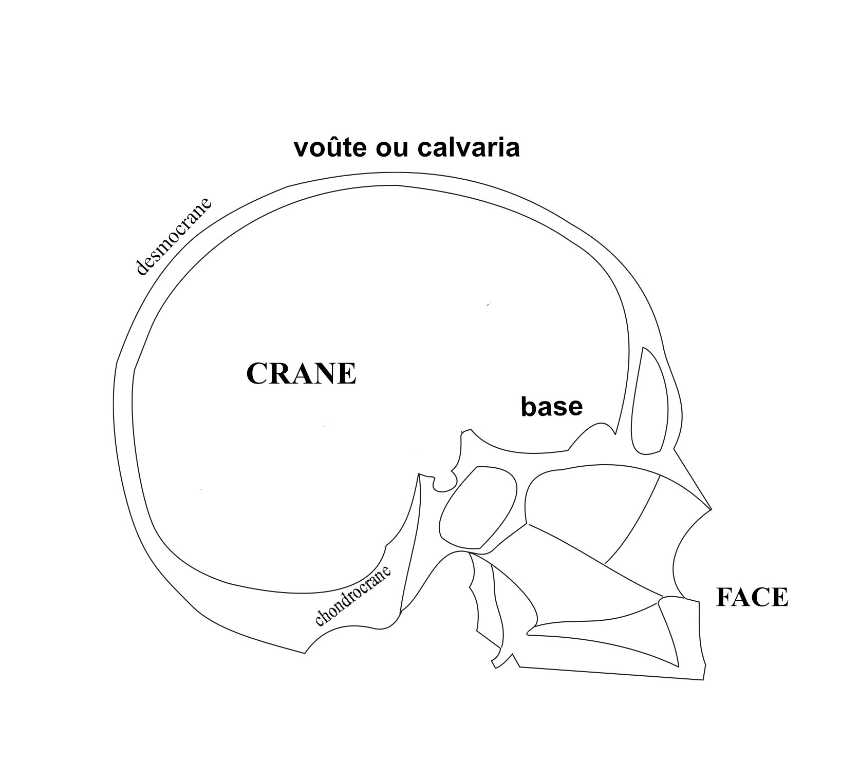 coupe du crane