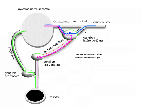 disposition générale des éléments du système organo végétatif