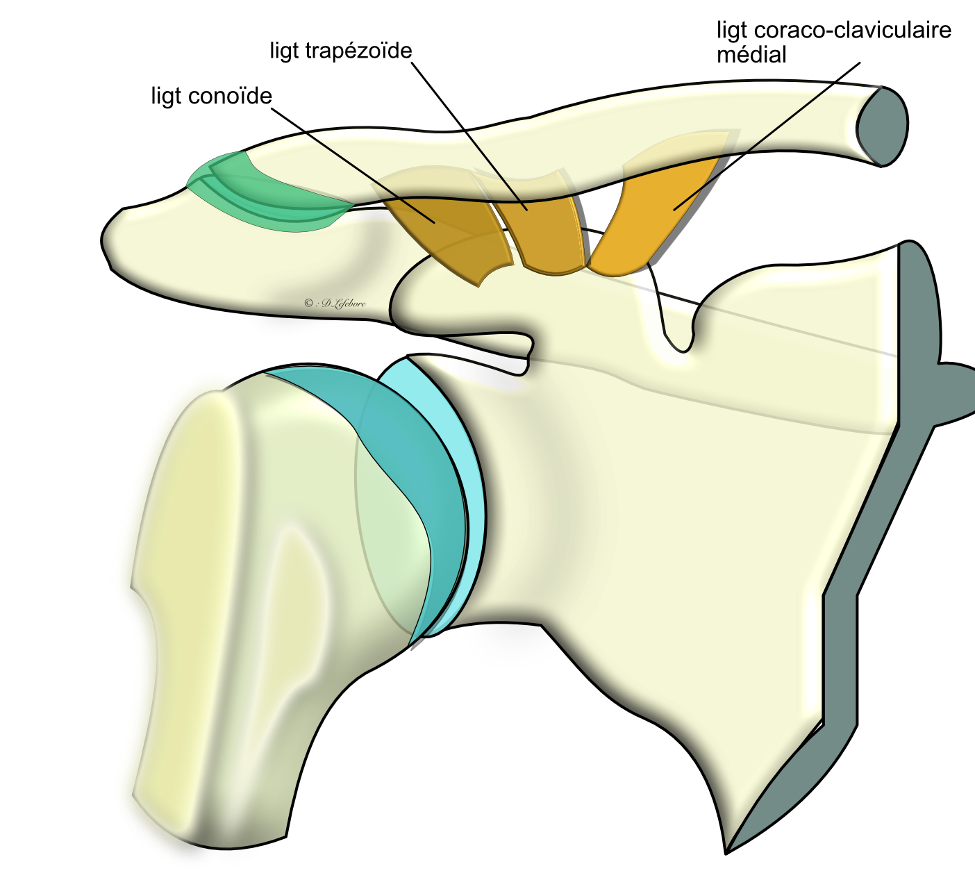 sternoclaviculaire