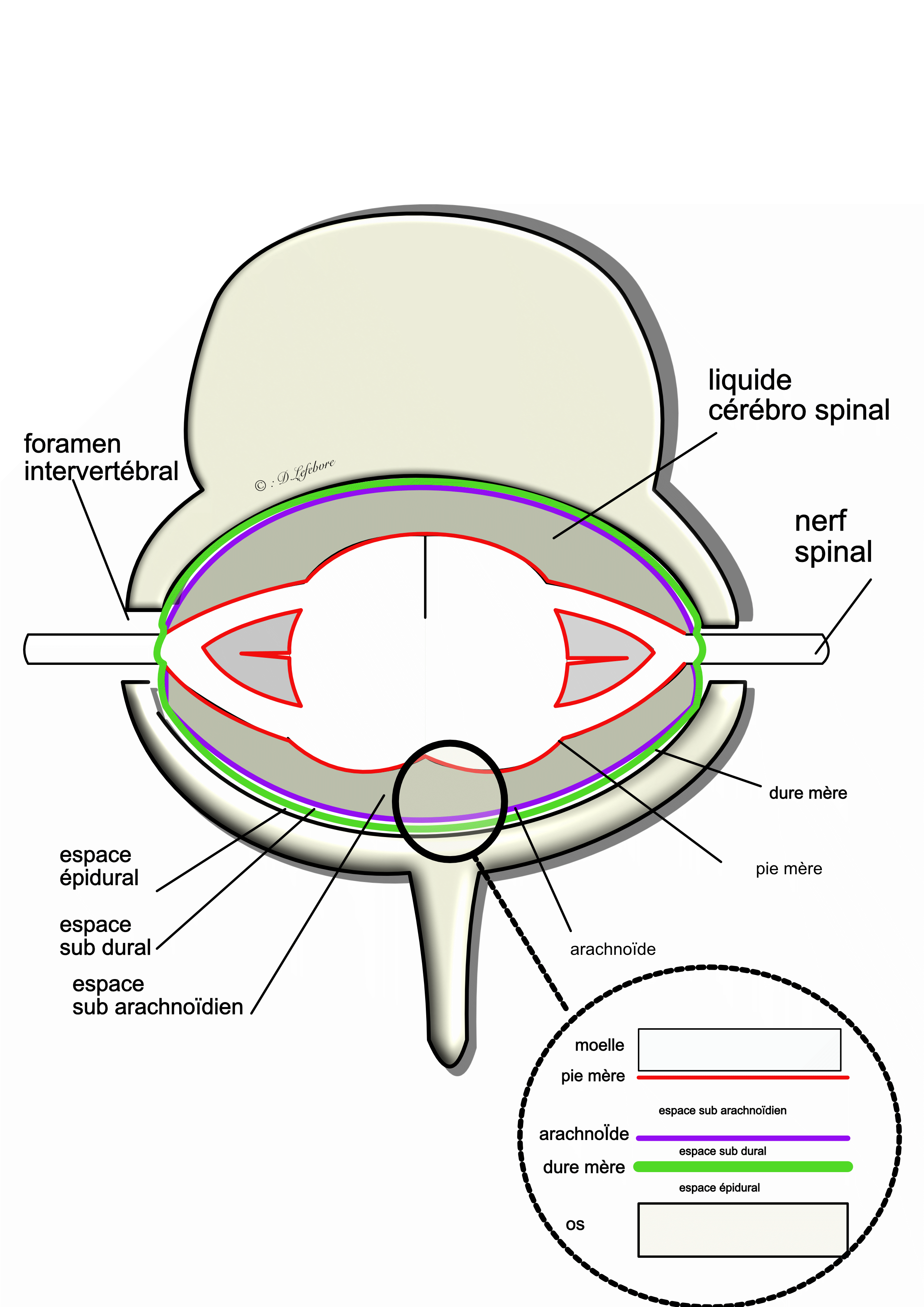 meninges