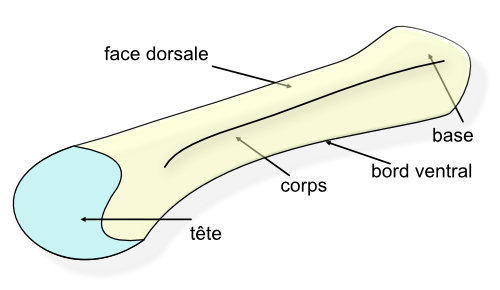 le métacarpien