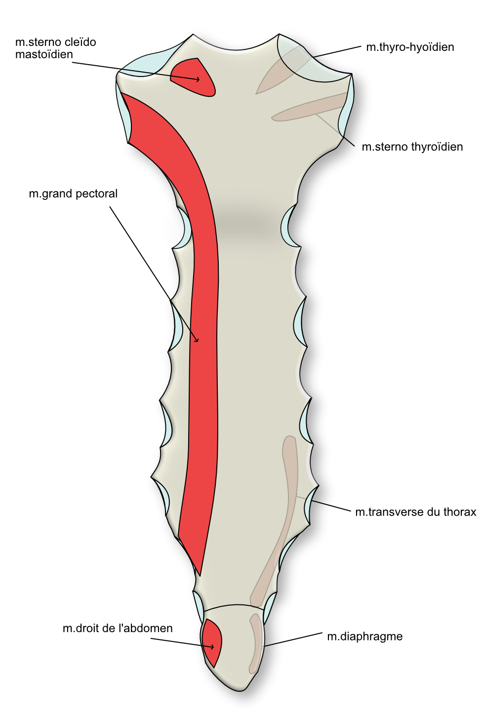 muscles du sternum 