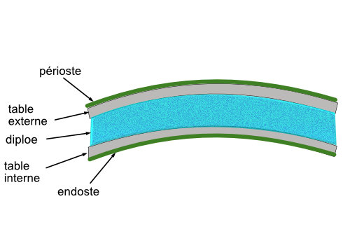 structure de la calvaria