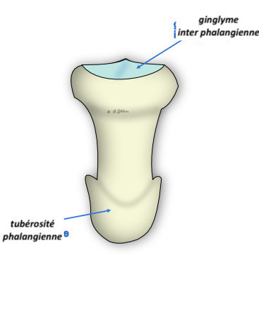 phalange distale