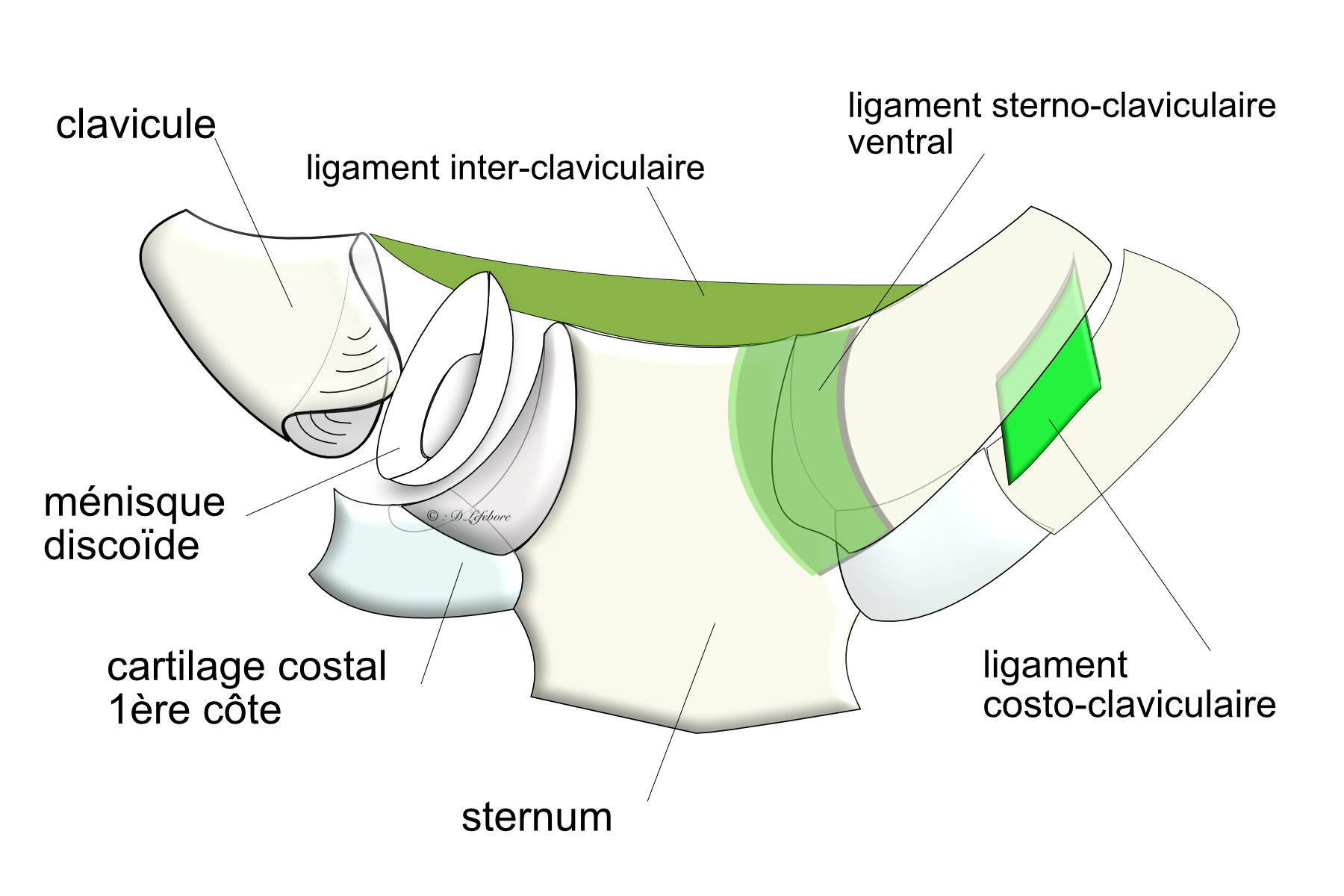 sternoclaviculaire