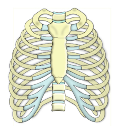 thorax global