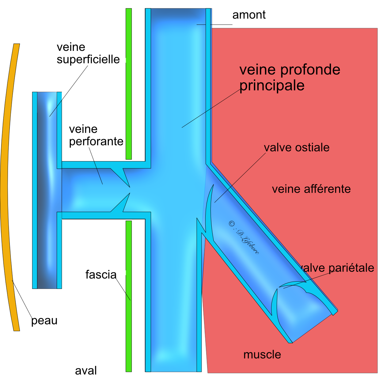 valves-veineuses