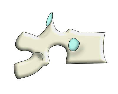 vertèbre thoracique de profil