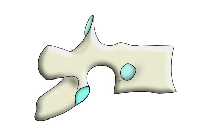 vertèbre thoracique de profil