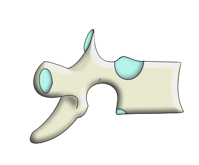 vertèbre thoracique de profil