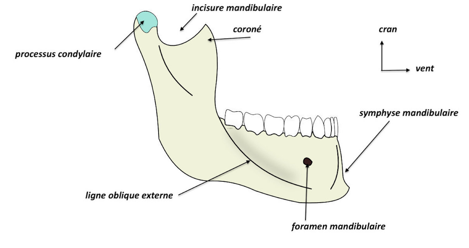  vue latérale de la mandibule