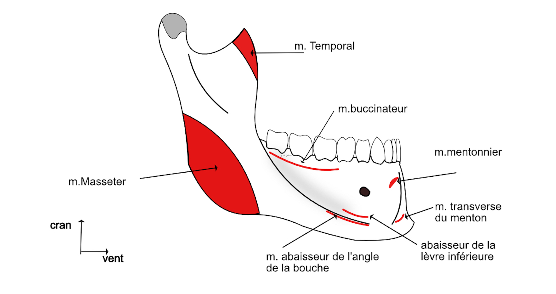  insertions musculaires latérales de la mandibule 