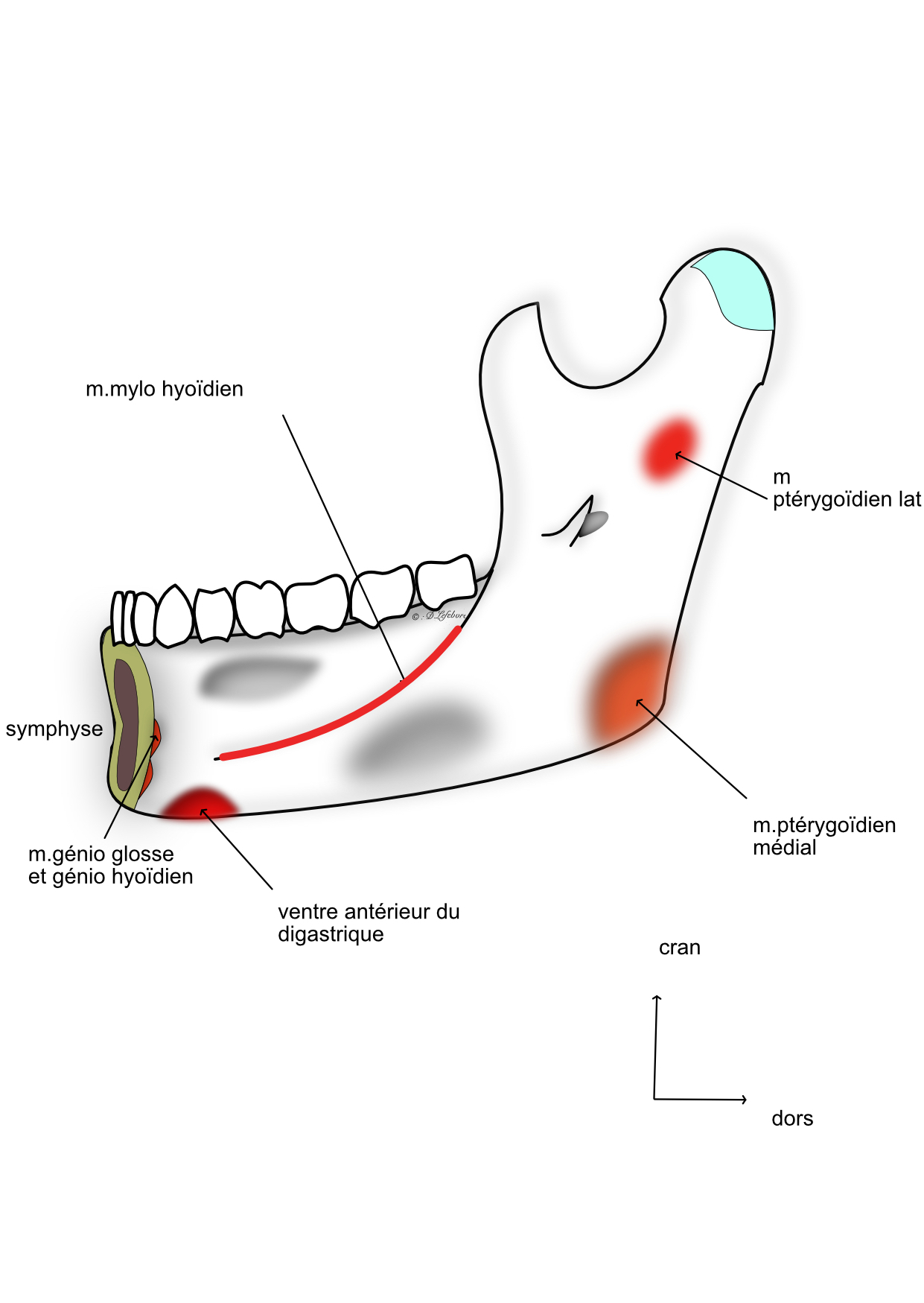  insertions musculaires face médiale de la mandibule