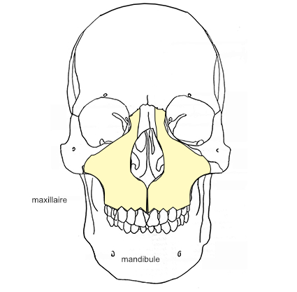  situation de l'os maxillaire 