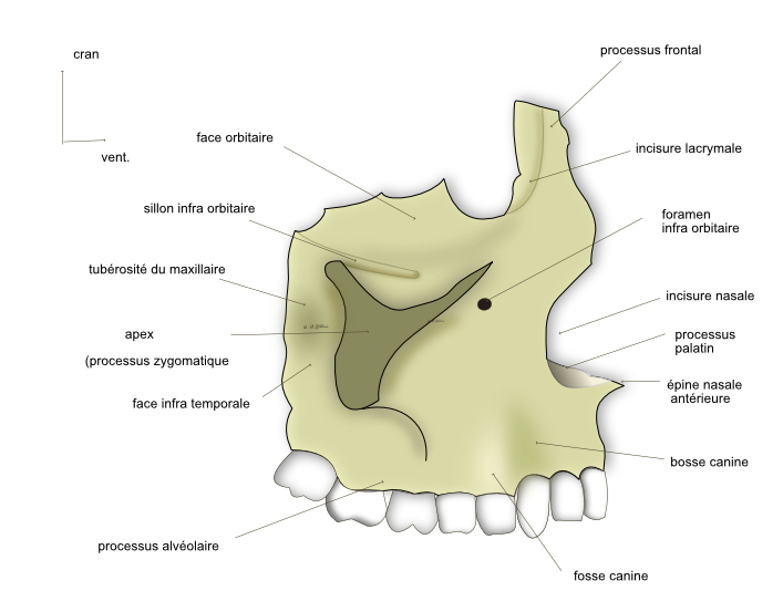 os maxillaire vue latérale