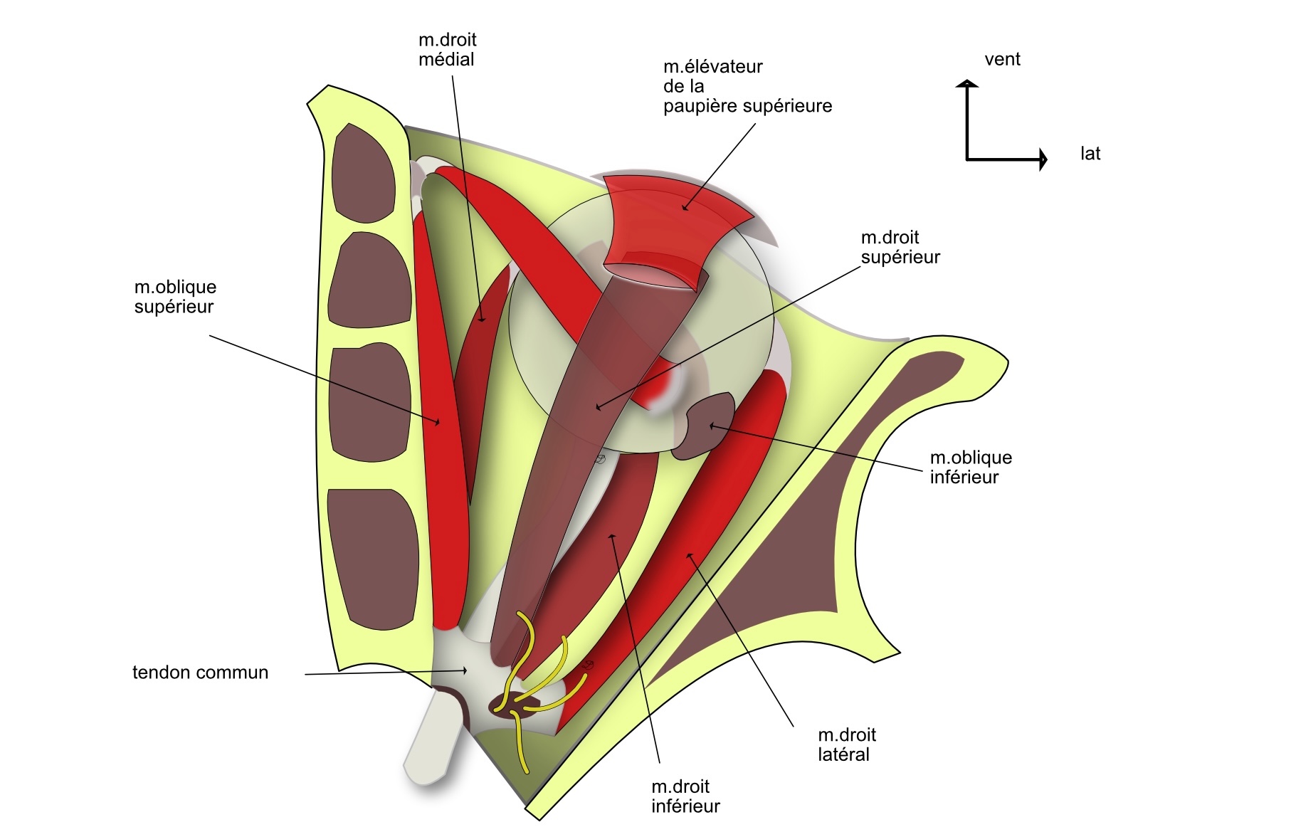 les muscles de l'oeil
