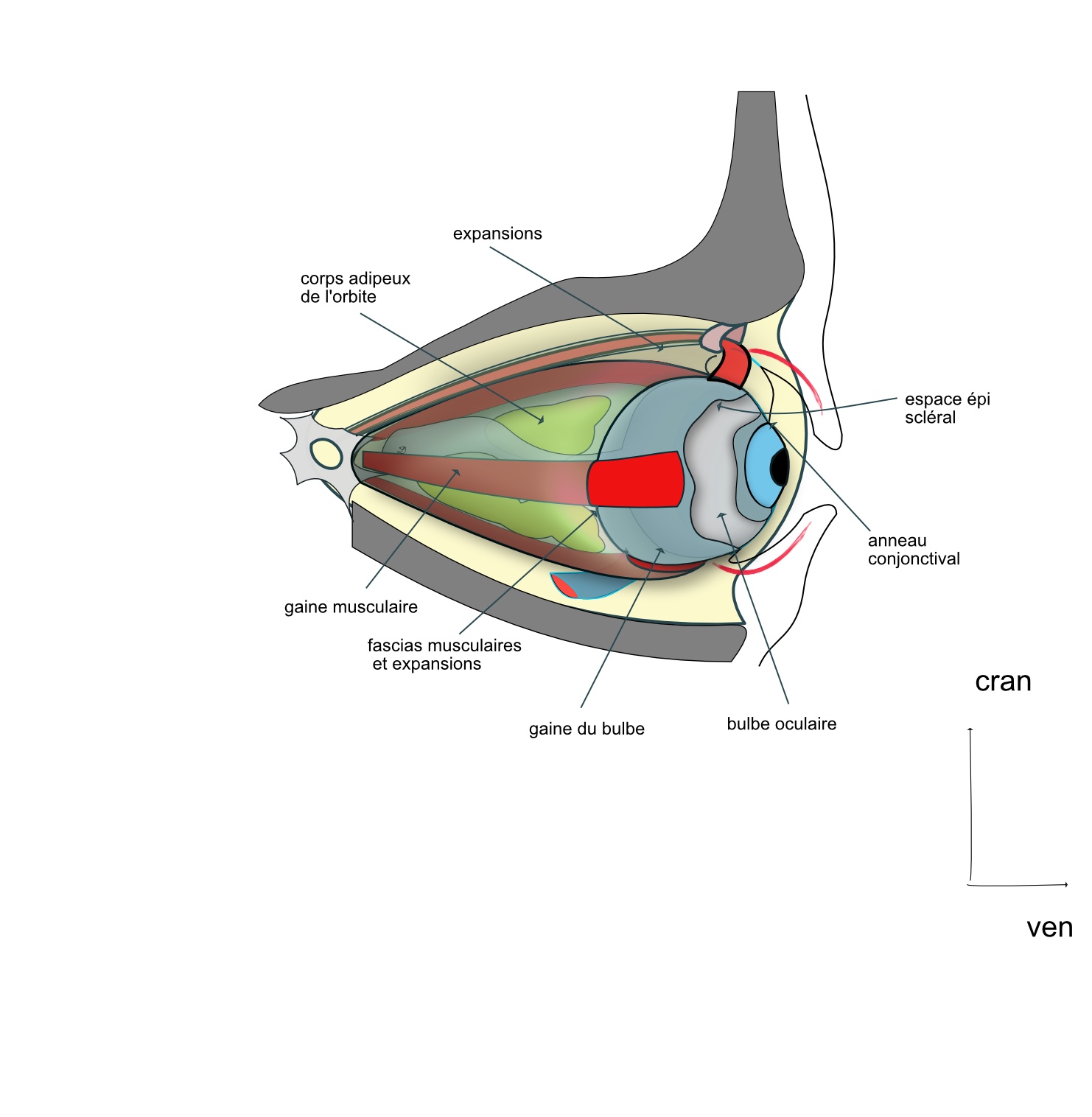 les enveloppes de l 'oeil
