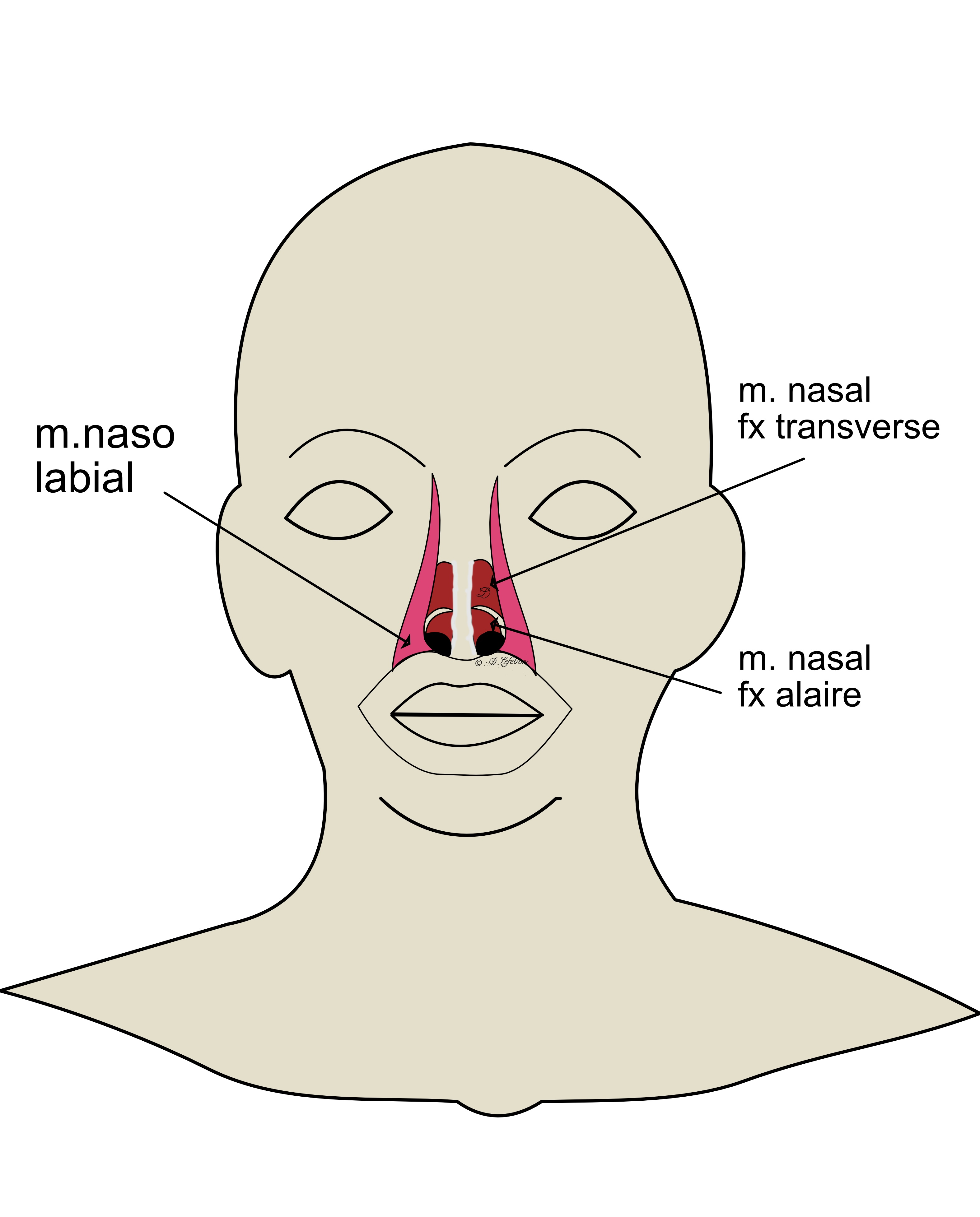 muscle nasal et nasolabial